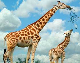 かわいいキリンの親子