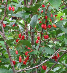 赤くてきれいな水滴型のグミの実