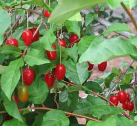 さくらんぼのようにきれいな赤い色をしてぶら下がるのグミの実