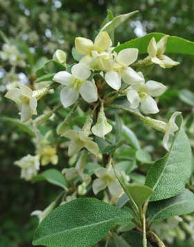 白いグミの花が咲いている