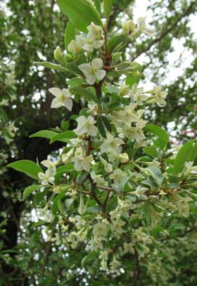 咲き乱れる白いグミの花