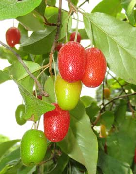 きれいなグミの実