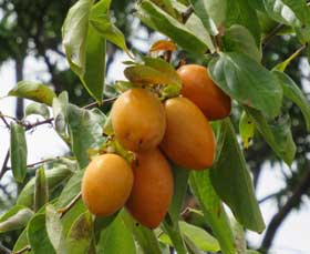 木になる柿の実