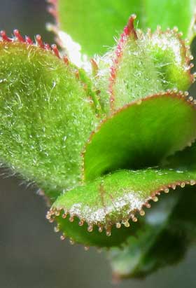 芽吹きの頃のカリンの葉の腺状鋸歯