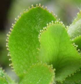 カエルの吸盤のように見える芽吹きの頃のカリンの葉の腺状鋸歯