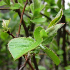芽吹きの頃のカリンの葉のようす
