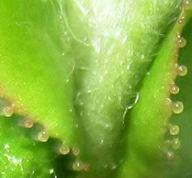 葉の縁がカエルの吸盤のような腺状鋸歯になっている芽吹きの頃のカリンの葉