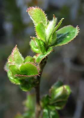 葉の縁が腺状鋸歯になっているのが目立つ芽吹きの頃のカリンの葉