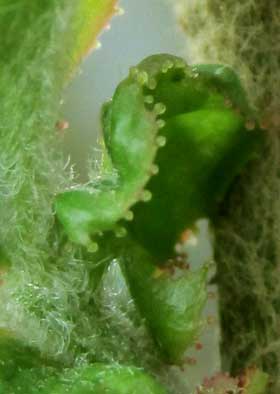 芽吹きの頃のカリンの葉の鋸歯部分拡大