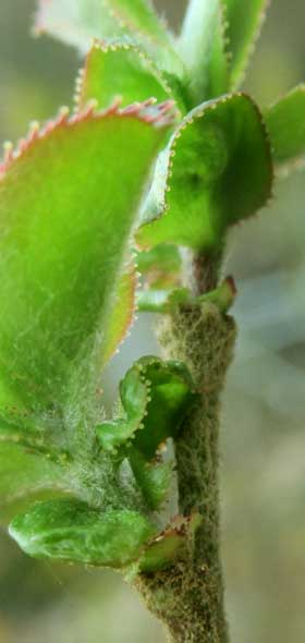 葉の縁が腺状になっているカリンの新葉