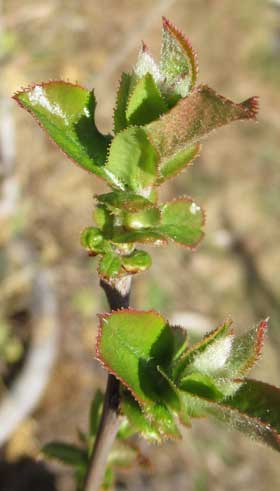 カリンの若木の芽吹き