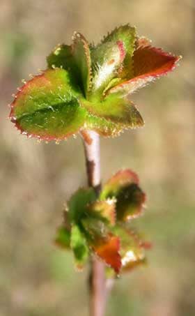 カリンの若木の芽吹きの様子