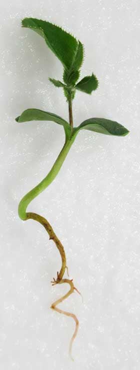 発芽後の本葉の出たカリン