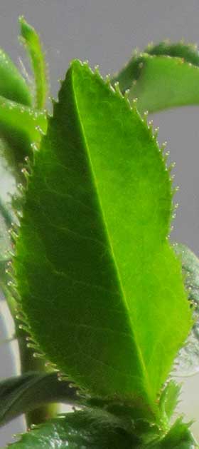 発芽後の本葉の出たカリンの葉の腺状鋸歯