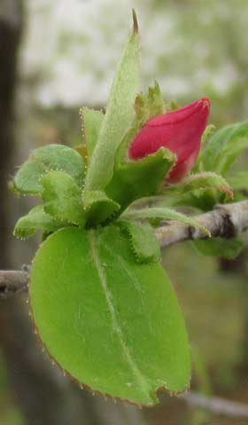 カリン蕾の周りの葉の腺状鋸歯