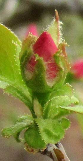 開き始めたカリンの花芽