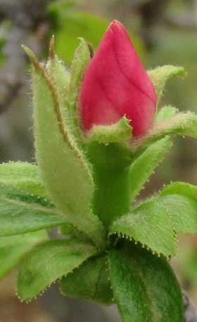 カリン花の周りの葉の腺状鋸歯