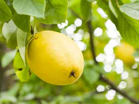 木になっているカリンの実