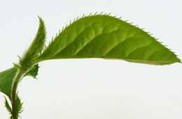 カリンの苗拡大写真