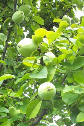 大きくなってきたカリンの実