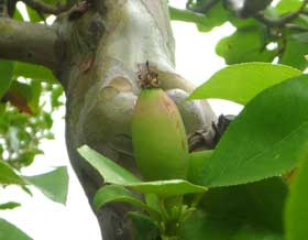 小さな実がつき始めたカリン