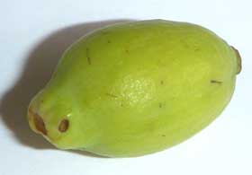 惜しくも落下していたかわいいカリンの実