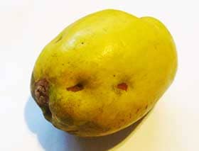 ぶちゃいくでカワイイカリンの果実