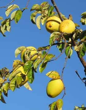 黄色く実ったカリン