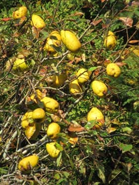 たわわに実る黄金色のカリン