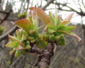 カリンの芽吹き