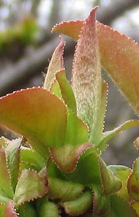 カリンの芽吹き 拡大 白い産毛が生えている