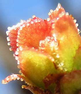 芽鱗が開き始めたカリンの美しい冬芽 拡大