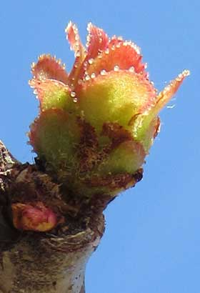 芽鱗が開き始めたカリンの冬芽