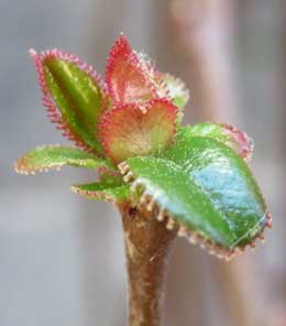 葉に腺毛のあるカリンの苗の芽吹き