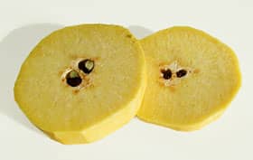 輪切りにしたカリン中央部