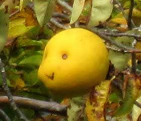 かわいいほっこり顔のカリンの果実