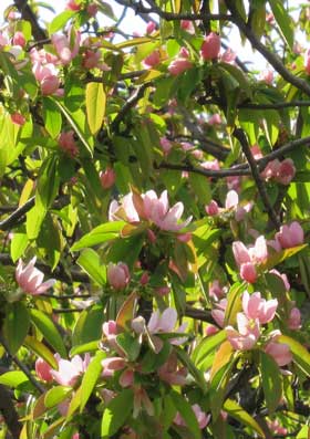 咲き誇るカリンの花
