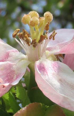 子房が膨らみ始めたカリンの花