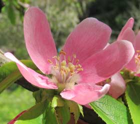 カリンの両性花