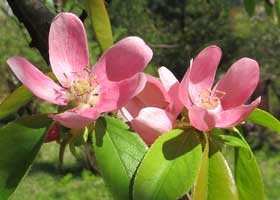 カリンの両性花と雄花
