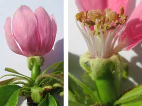 子房が膨らんでいるものが両性花か確認