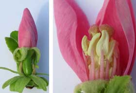 子房が膨らんでいるものが両性花か蕾も確認