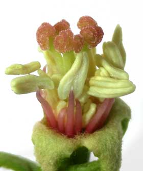 スイーツみたいなカリンの両性花の蕾の中