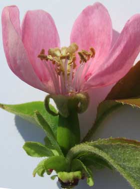 カリンの両性花は子房が膨らんでいる