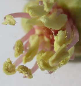 花粉から蜜のような粘液が出ている