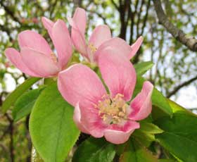 かわいらしく咲き始めたカリンの花