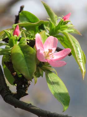咲き始めたカリンの花 拡大