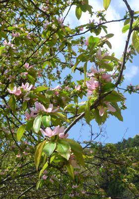 美しいカリンの花