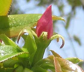カリンの蕾 拡大
