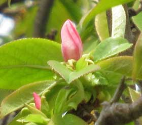 膨らみかけたカリンの蕾